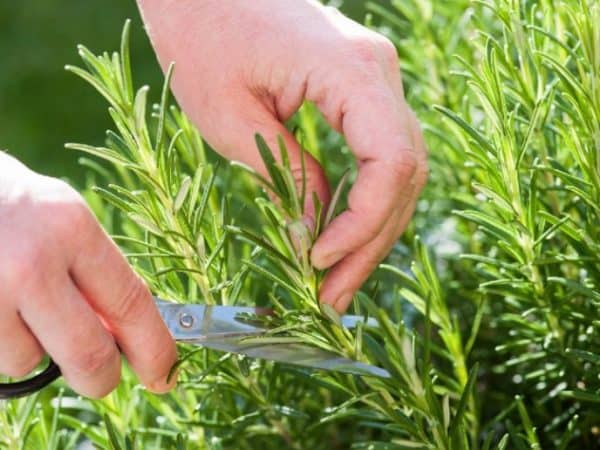 Cómo y por qué plantar romero en el huerto