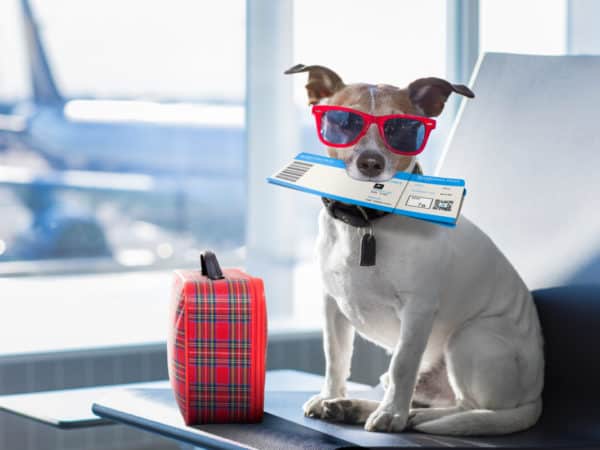 ¿Cómo viajar con perro en avión?